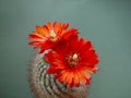 Blossoming cactus Parodia sanguiniflora. Royalty Free Stock Photo