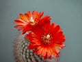 Blossoming cactus Parodia sanguiniflora. Royalty Free Stock Photo