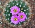 Blossoming cactus Royalty Free Stock Photo