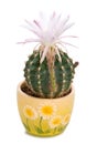 Blossoming cactus with white flower Royalty Free Stock Photo