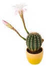 Blossoming cactus with white flowers Royalty Free Stock Photo