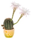 Blossoming cactus with white flowers Royalty Free Stock Photo