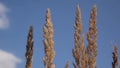 Blossoming Calamagrostis epigeios on the blue sky background