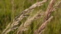 Blossoming Calamagrostis epigeios on the blue sky background