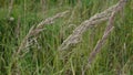 Blossoming Calamagrostis epigeios on the blue sky background