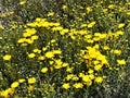 Blossoming calendula flowers