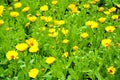 The blossoming calendula medicinal Ruta graveolens L.. Background