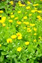 Blossoming of a calendula medicinal Ruta graveolens L.. Background