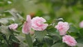 Blossoming Of Camellia Tree. Flowering Plant Genus In Family Theaceae. April Dawn Blush.