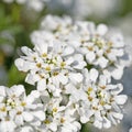 Blossoming candytuft, Iberis Royalty Free Stock Photo