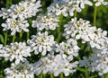 Blossoming candytuft, Iberis Royalty Free Stock Photo