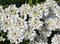 Blossoming candytuft, Iberis Royalty Free Stock Photo