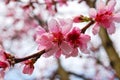 Cerasus Serrulata Japanese Flowering Cherry
