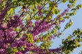 Blossoming Cercis siliquastrum Branch, Judas Tree with Pink Flowers against Blue Sky. Royalty Free Stock Photo