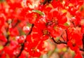 Blossoming Chaenomeles flowering quince, Japanese quince, a genus of spiny shrubs, native to eastern Asia.