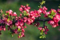 Blossoming Chaenomeles Japanese quince, a genus of spiny shrubs, native to eastern Asia in Japan, China, Korea. Royalty Free Stock Photo