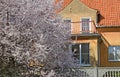 The blossoming cherry against the background of an old house of the German construction in Kaliningrad