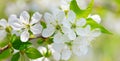 Blossoming cherry against the blue sky. Wide photo. Royalty Free Stock Photo