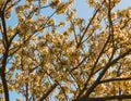 Blossoming Cherry Blossoms