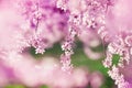 Blossoming cherry branch with beautiful spring flowers against pink green background. Morning nature landscape in springtime park