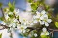 Blossoming Cherry Branch With Green Leaves.