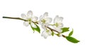 Blossoming cherry branch with white flowers.