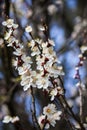 Blossoming Cherry Branches In Early Spring