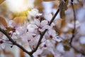 Blossoming cherry close-up beautiful detail plant decoration march freshness outdoor gardening background