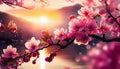 blossoming cherry flovers Royalty Free Stock Photo