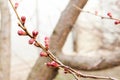 Blossoming of cherry flowers bud in spring time with green leaves, Royalty Free Stock Photo