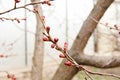 Blossoming of cherry flowers bud in spring time with green leaves, Royalty Free Stock Photo