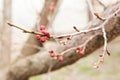 Blossoming of cherry flowers bud in spring time with green leaves, Royalty Free Stock Photo