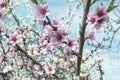 Blossoming of cherry flowers in spring time with green leaves Royalty Free Stock Photo