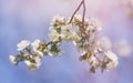 Blossoming of cherry flowers in spring time with green leaves Royalty Free Stock Photo