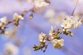 Blossoming of cherry flowers in spring time with green leaves Royalty Free Stock Photo