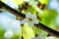 Blossoming of cherry flowers in spring time with green leaves, macro, frame Royalty Free Stock Photo