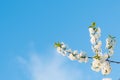 Blossoming of cherry flowers in spring time with green leaves, natural floral seasonal Royalty Free Stock Photo