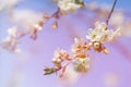 Blossoming of cherry flowers in spring time with green leaves Royalty Free Stock Photo