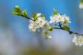 Blossoming of cherry flowers in spring time with green leaves Royalty Free Stock Photo