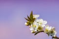 Blossoming of cherry flowers in spring time with green leaves Royalty Free Stock Photo