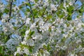 Blossoming cherry orchard Royalty Free Stock Photo