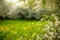 A blossoming cherry orchard and dandelions in the grass on a spring day Royalty Free Stock Photo