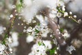 Blossoming cherry orchard Royalty Free Stock Photo