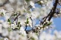 Blossoming cherry orchard Royalty Free Stock Photo