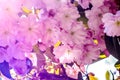 Blossoming cherry orchard. Sunny spring day. Selective focus. Royalty Free Stock Photo