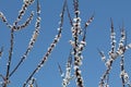 Blossoming cherry-plum long branches with white flowers against clear blue sky Royalty Free Stock Photo