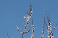 Blossoming cherry-plum long branches with white flowers against clear blue sky Royalty Free Stock Photo