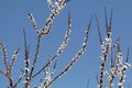 Blossoming cherry-plum long branches with white flowers against clear blue sky Royalty Free Stock Photo
