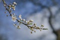 Blossoming cherry plum tree Prunus cerasifera with small white flowers in spring or Easter time against a blue sky, copy space Royalty Free Stock Photo