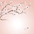 Blossoming cherry tree